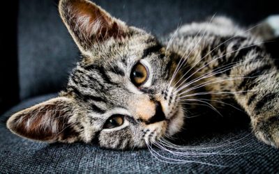 Periodontal Disease in Cats
