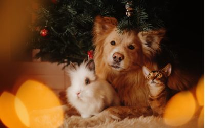 Holiday Safety Tips for Family Pets