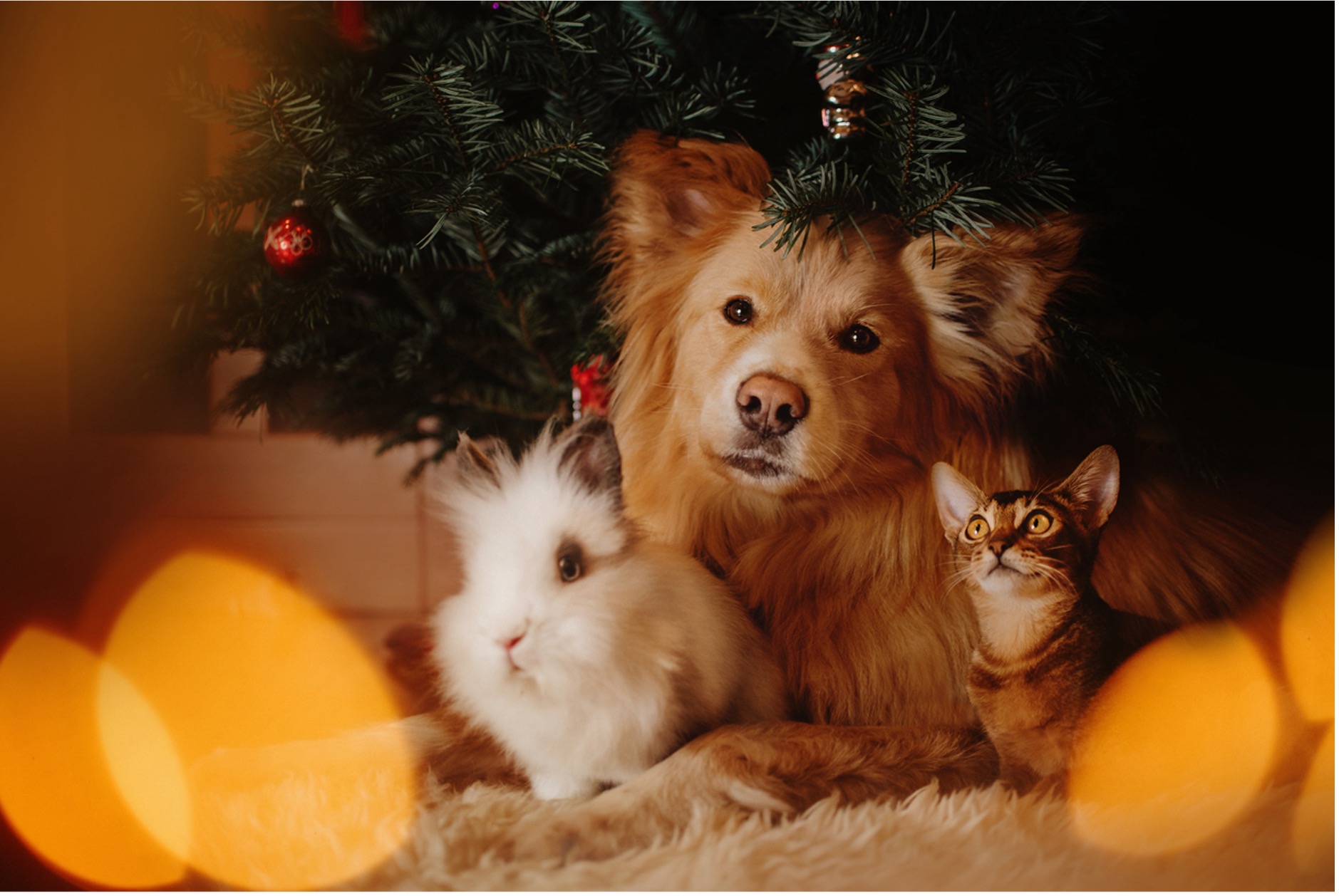 Holiday Safety Tips for Family Pets Veterinary Clinic Bryan & College