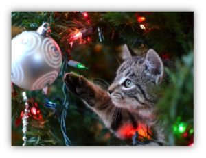 cat playing with shiny hanging ornament