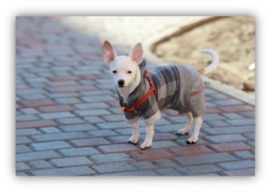 small dog dress in warm protective gear