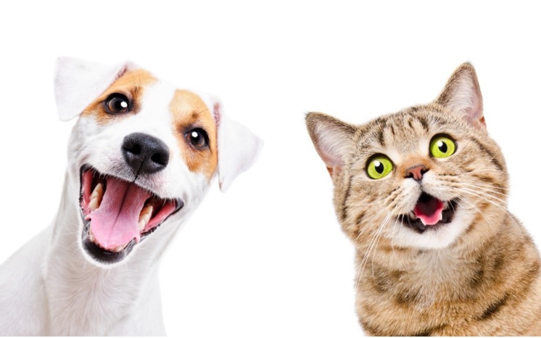 PET TEETH: DENTAL CARE FOR YOUR PETS