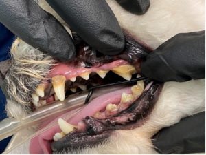 A picture containing indoor, dog, teeth cleaning, before