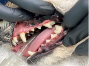 A picture containing indoor, dog, teeth cleaning, after