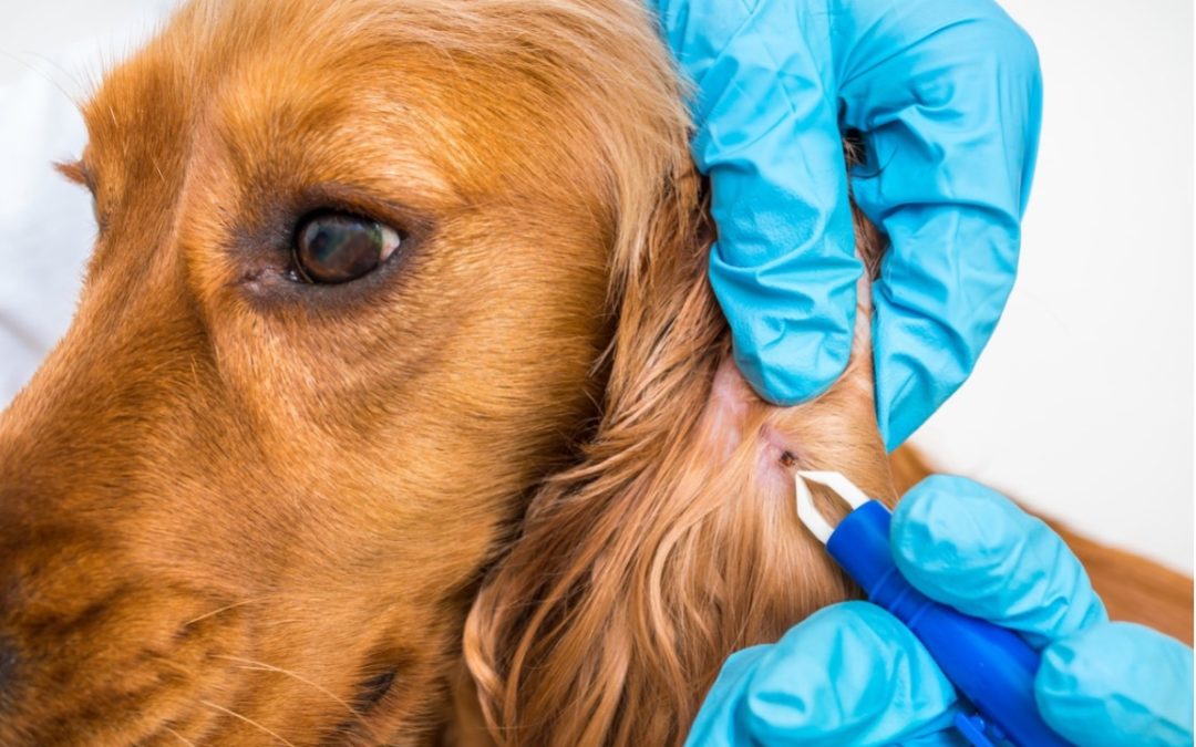 How to Help Prevent Lyme Disease in Your Pets