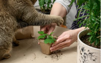 How to Plant a Pet-Friendly Garden