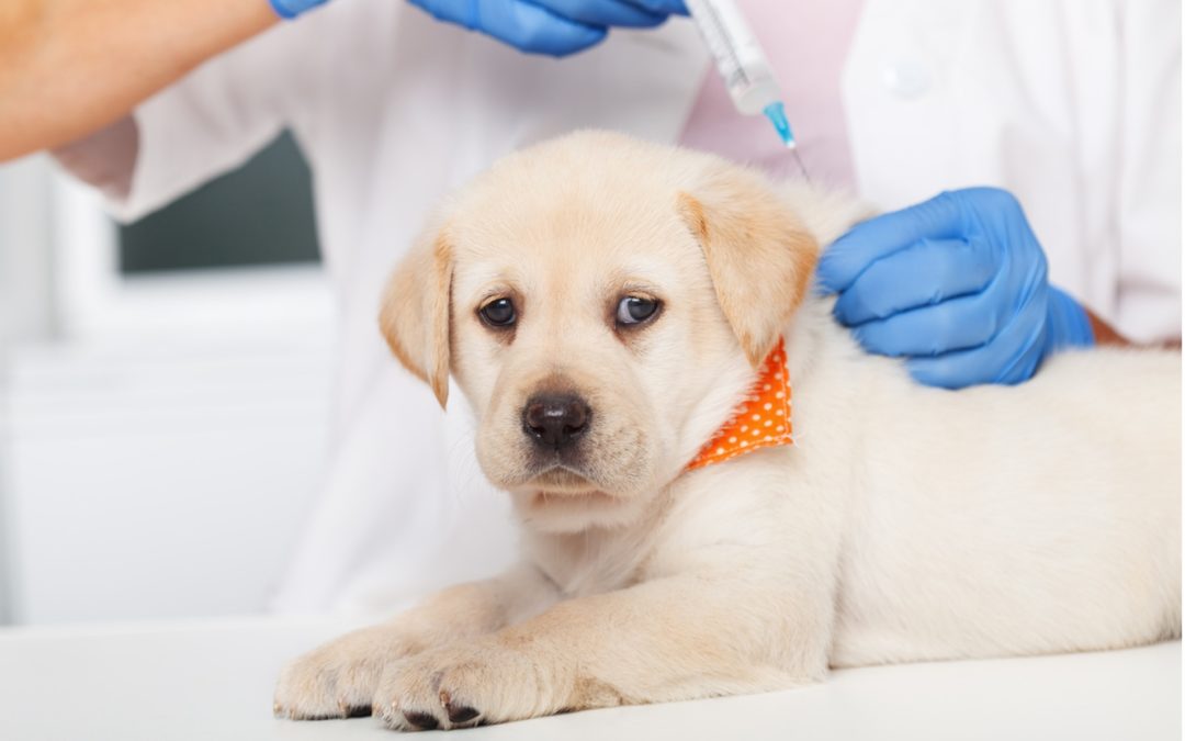 Vaccination: How to Protect Your Pet from Disease