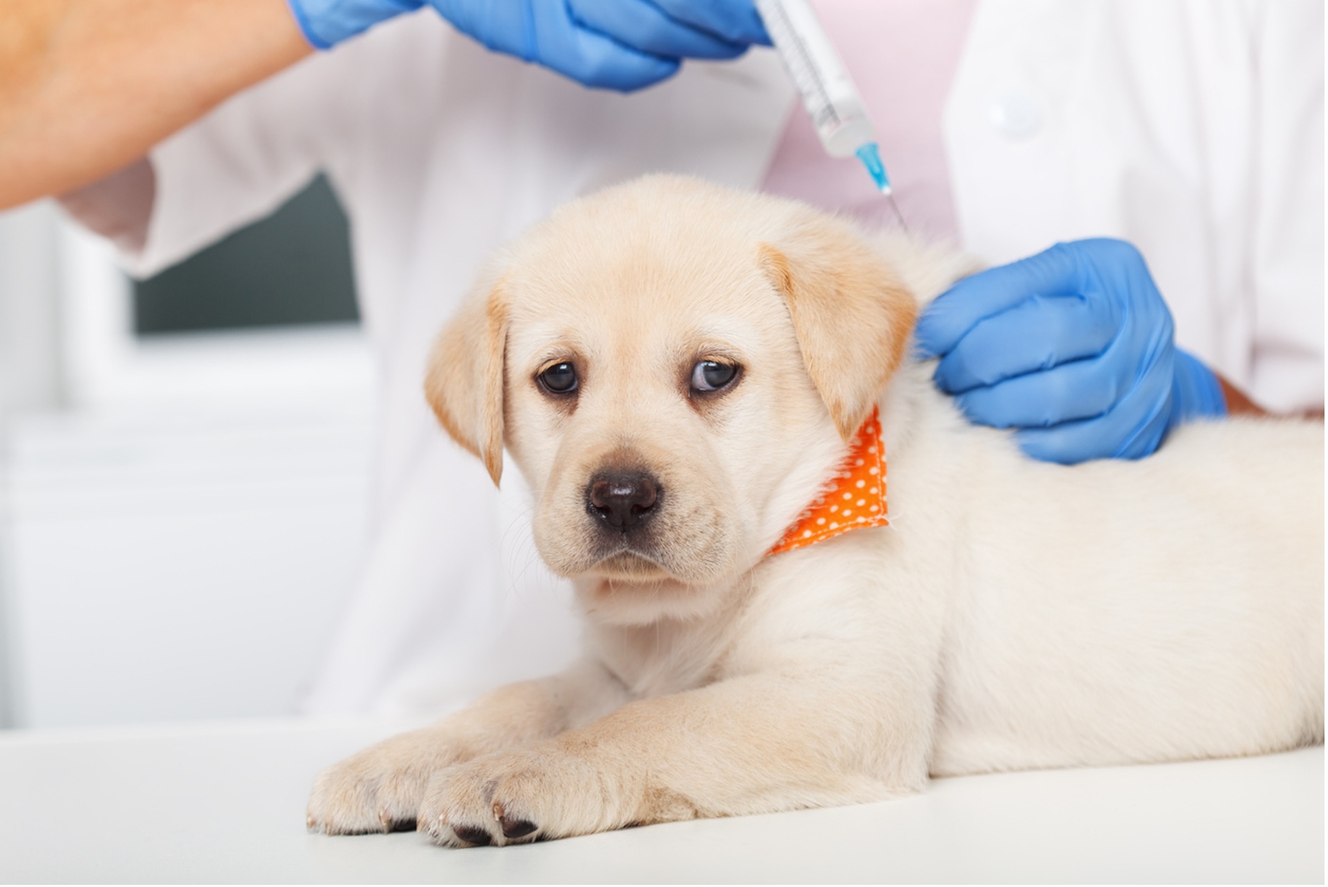 Vaccination: How to Protect Your Pet from Disease - Veterinary Clinic ...