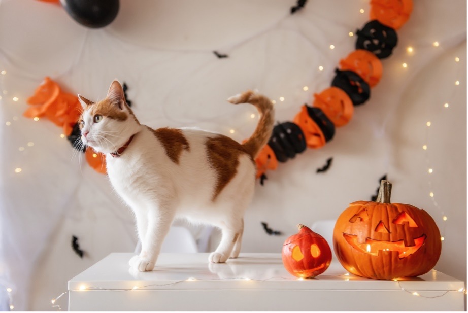 A cat on a dresser with pumpkins and a candle