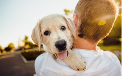 10 Tips to Care for a New Pet