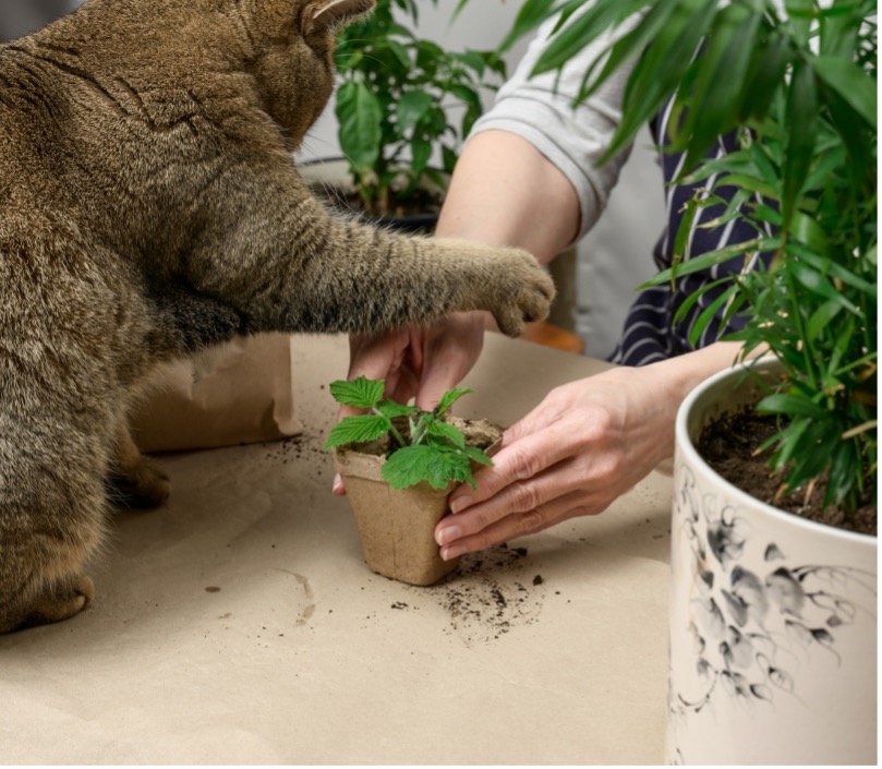 A person touching a plant, cat playing