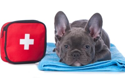 Pet First Aid: How to Handle Common Emergencies
