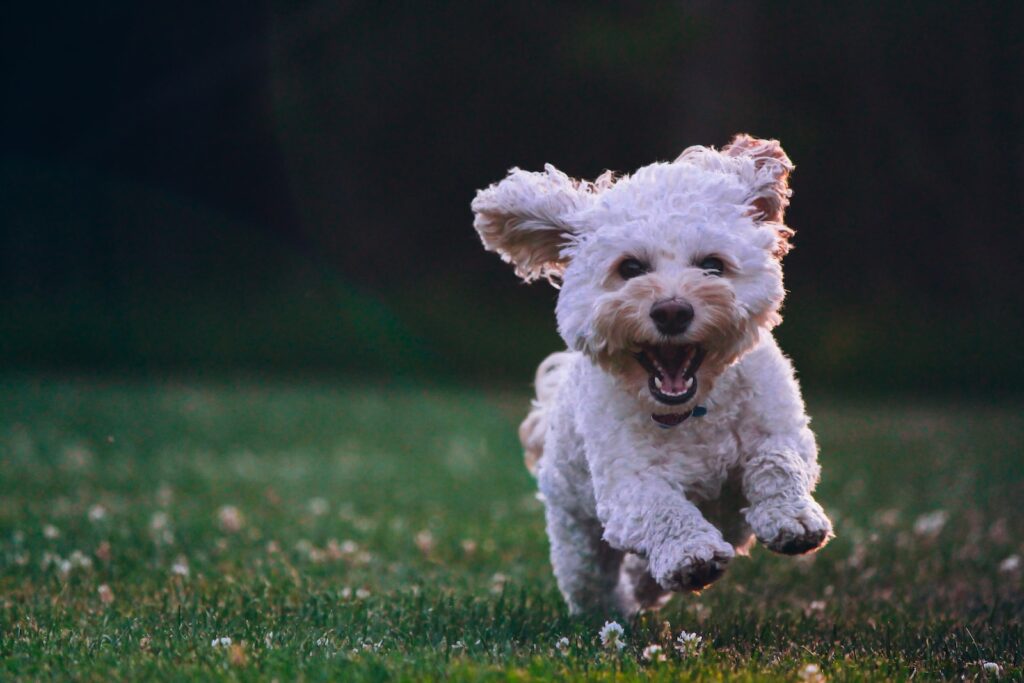 Keeping dog happy this summer - shallow focus photography of white shih tzu puppy running on the grass