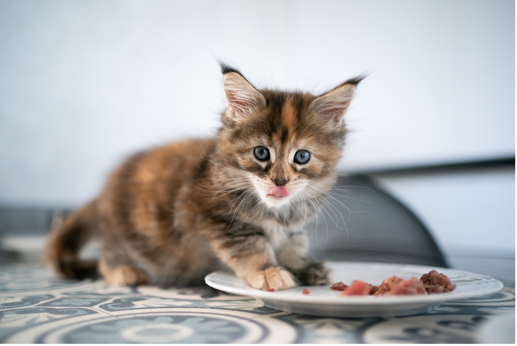 Choosing the Right Pet Food Veterinary Clinic Bryan & College Station, TX