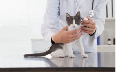 How to Manage Your Pets’ Medical Costs