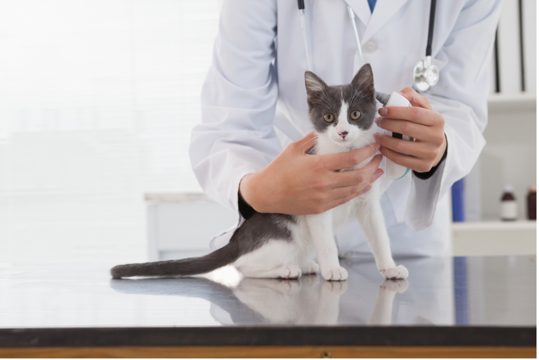 How to Manage Your Pets’ Medical Costs Veterinary Clinic Bryan