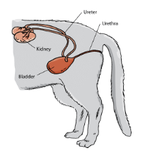 Diagram of a female feline body showing urinary tract