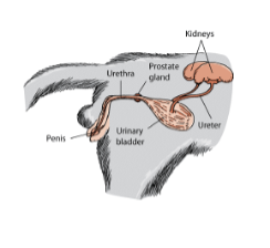 Diagram of a male feline body showing urinary tract