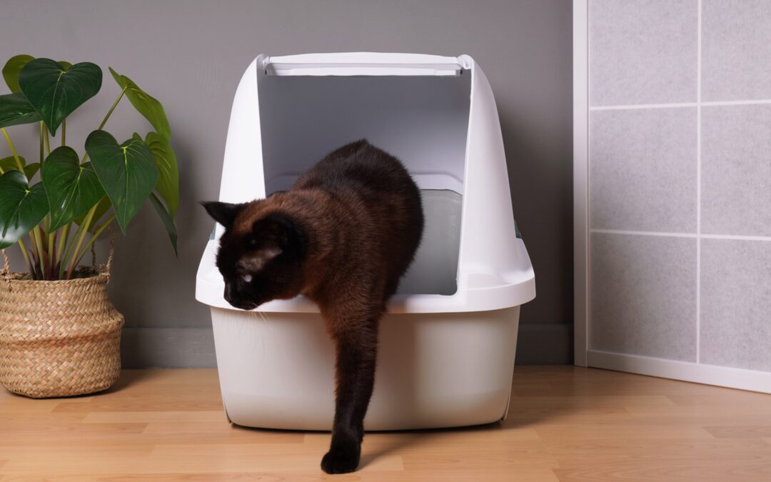 The Silent Danger: How to Detect and Prevent Urinary Blockages in Cats
