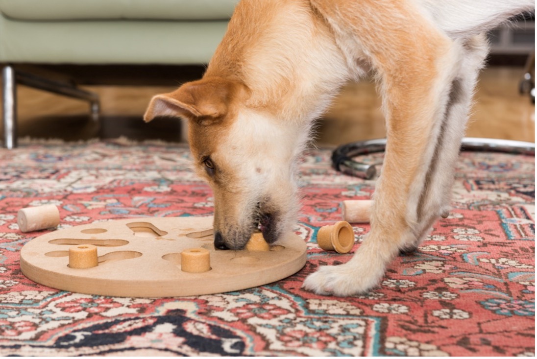 A dog playing with an interactive puzzle