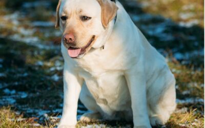 The Consequences of Pet Obesity: How to Manage and Prevent It