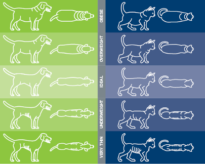 A chart of different types of pet's body weight assessments