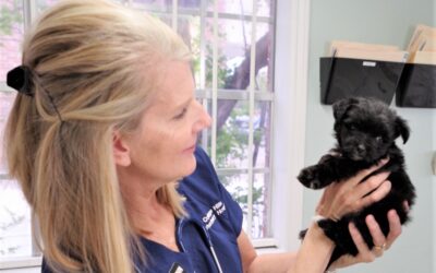 Navigating Parvo in Puppies: A Comprehensive Guide to Treatment and Prevention from College Hills Veterinary Hospital