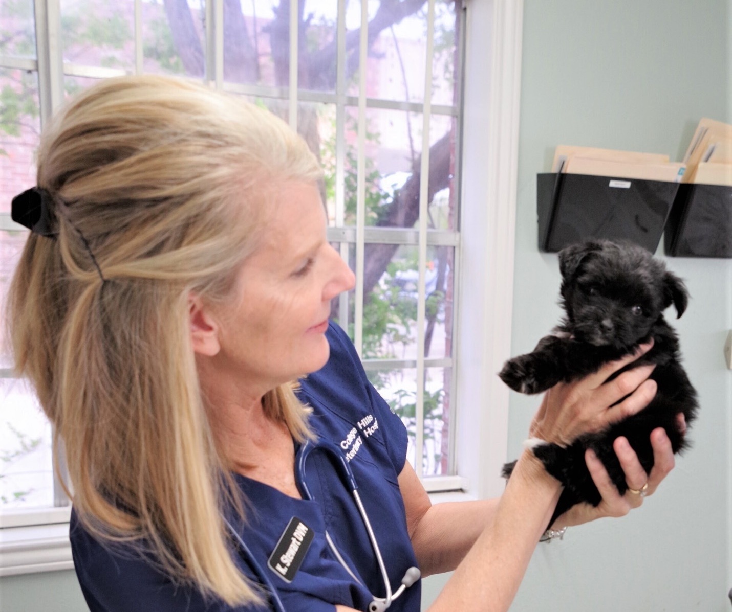 Navigating Parvo In Puppies A Comprehensive Guide To Treatment And   Parvo In Puppies 