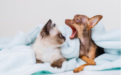 Happy Mouths, Happy Pets: What You Need to Know about Pet Dental Health