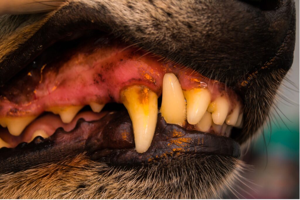 A close up of a dog's teeth, Understanding Dental Issues in Dogs