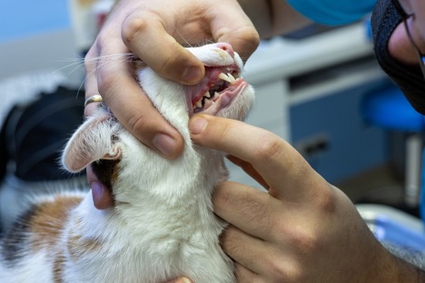 A dentist examining a cats teeth, Understanding Dental Problems in Cats