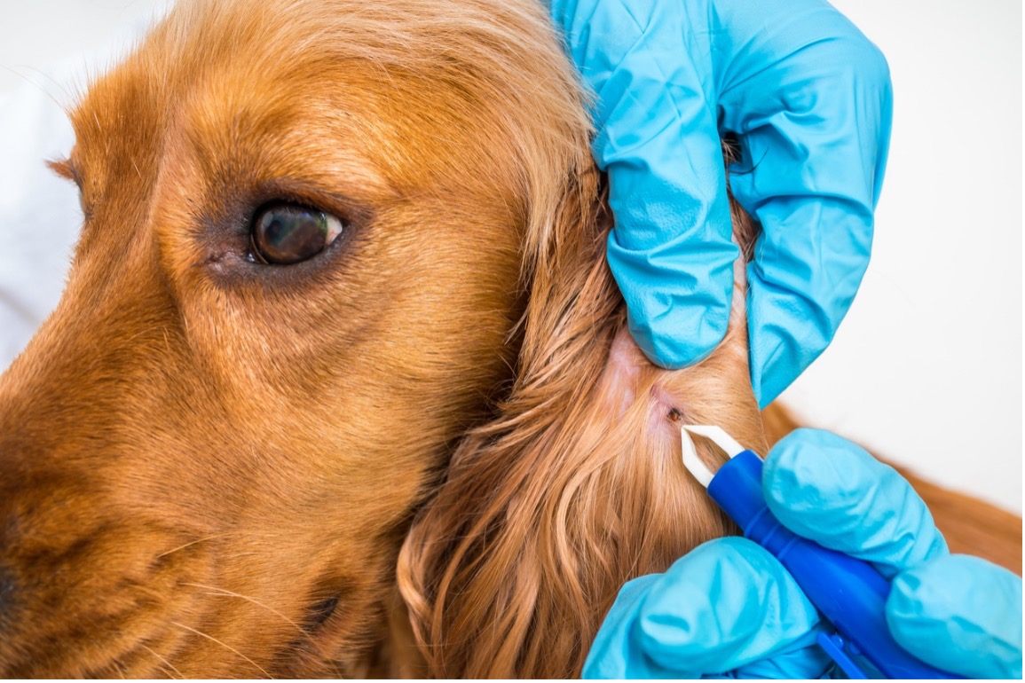 Photo: Removing a tick from a dog