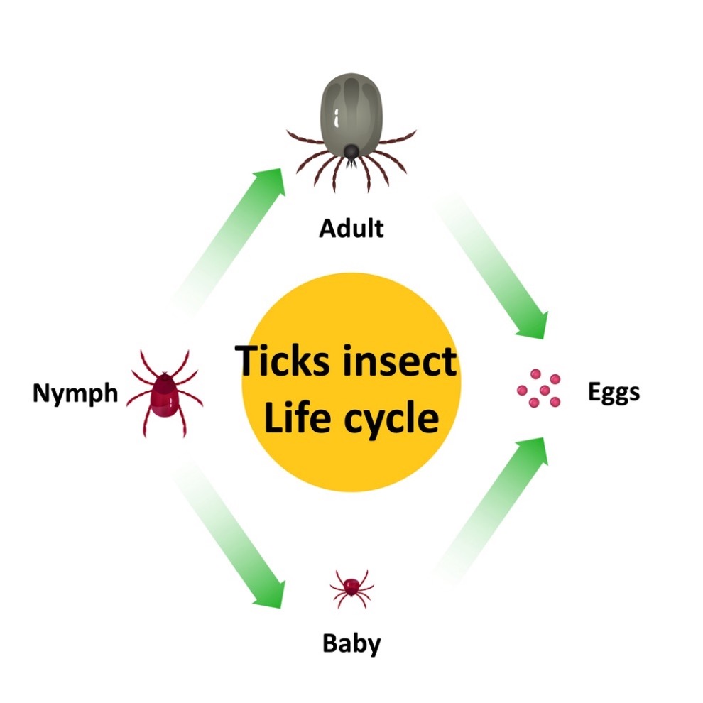 diagram of the life cycle of a tick