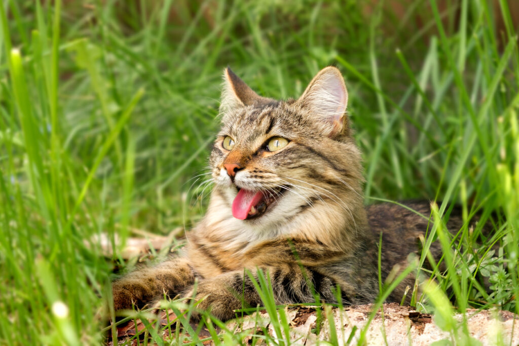 A cat lying in the grass panting, Prevent Heatstroke in Pets