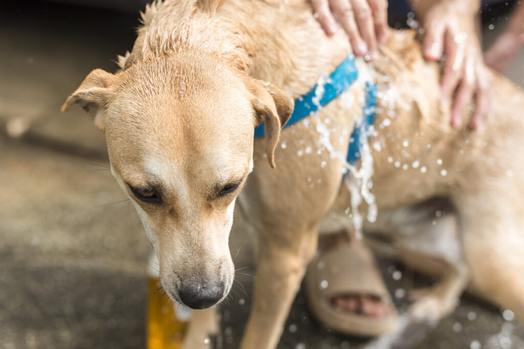 dog being cooled off with water, Take Immediate Action if You Suspect Your Pet is Overheating