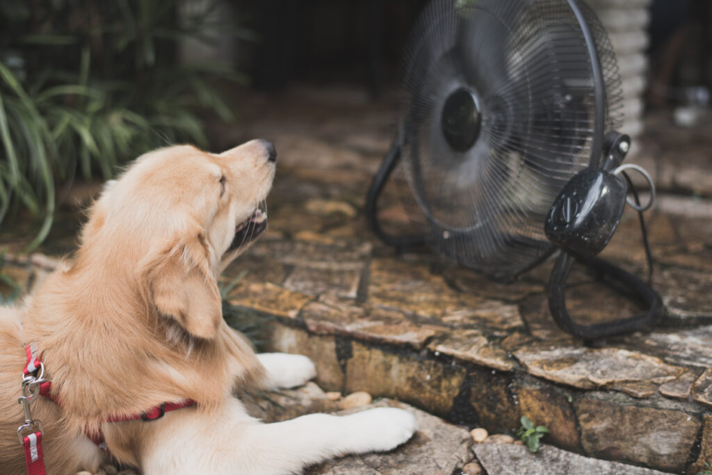 A dog cooling down in front of at a fan