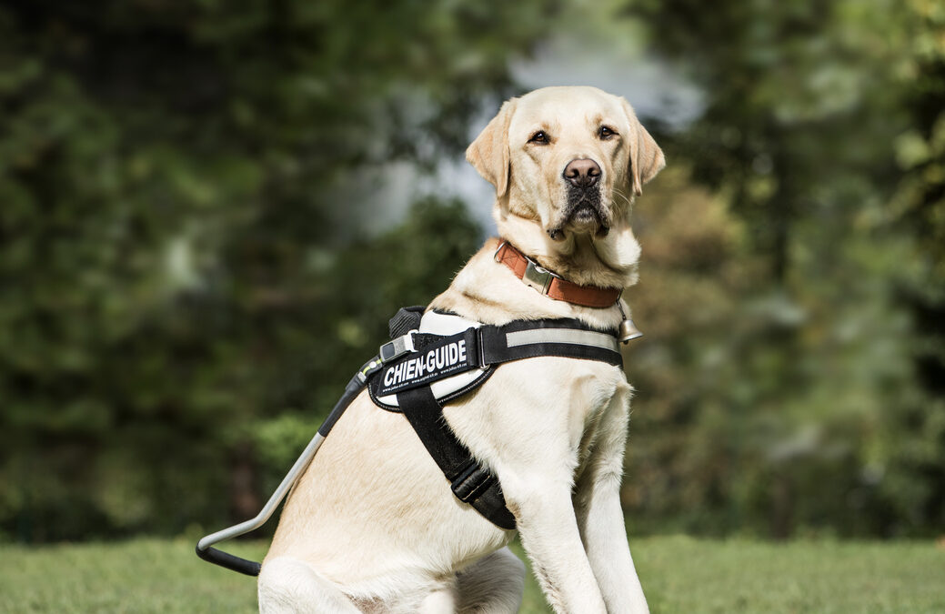 Honoring Service Dogs: Our Canine Heroes