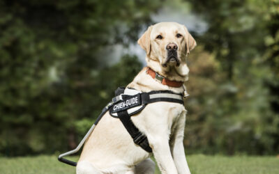 Honoring Service Dogs: Our Canine Heroes