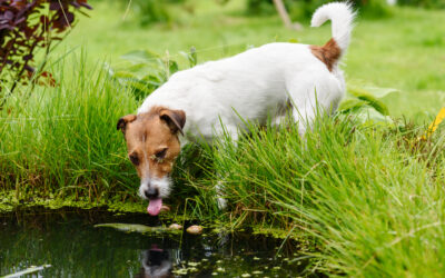 Leptospirosis in Dogs: Protect Your Pet from This Serious Threat in Texas