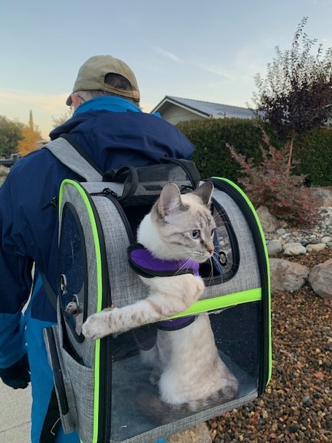 A cat in a carrier, Mutual Health Benefits: How Being Active with Your Pet Improves Your Well-being