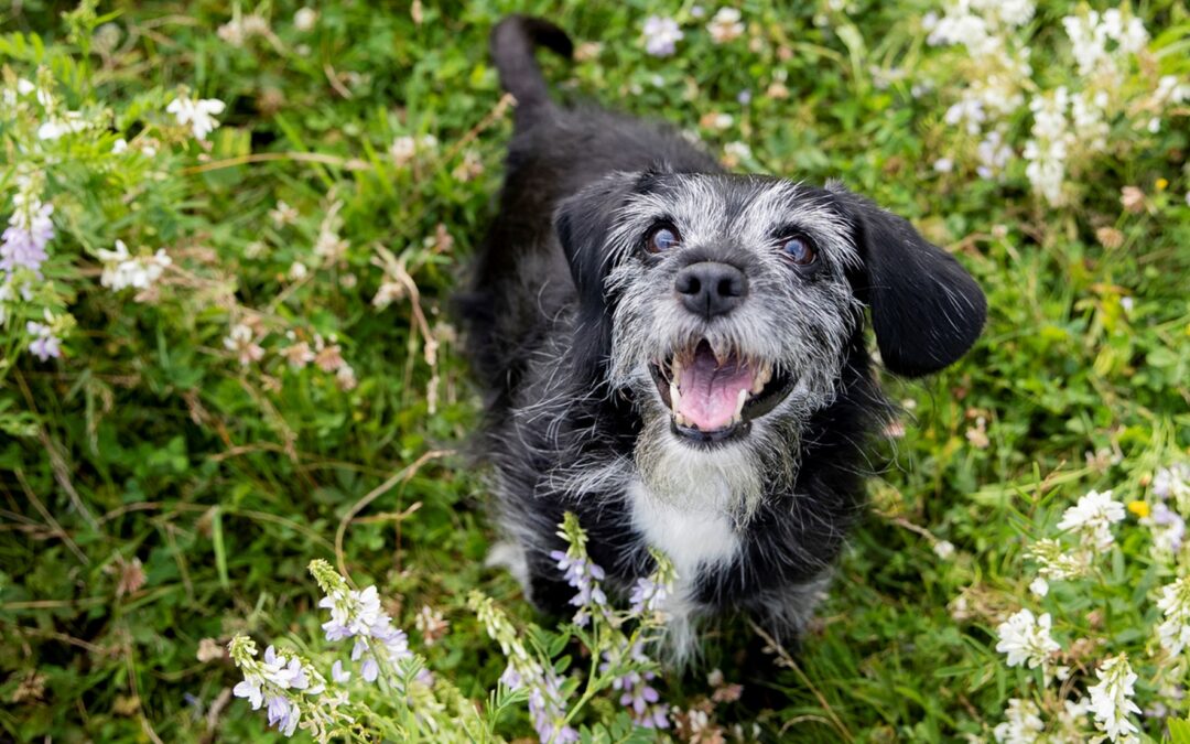 Caring for Senior Pets: Ensuring Comfort and Health in Their Golden Years