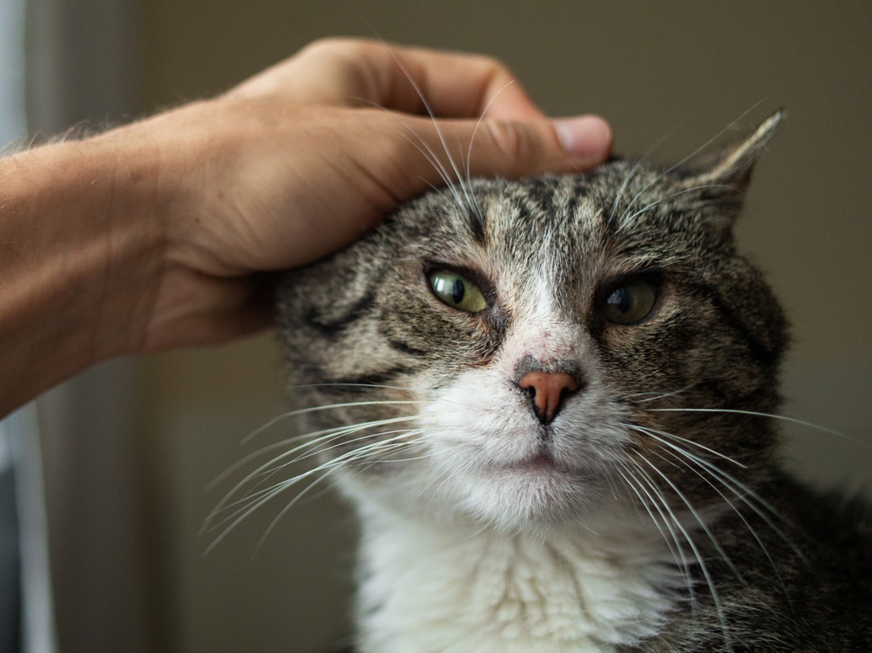 A hand petting a cat, Caring for Senior Pets