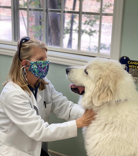 Caring for Senior Pets, A person wearing a mask and petting a dog