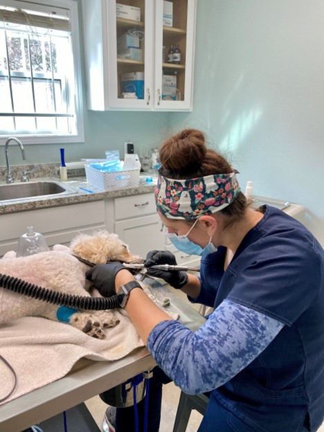 A person in a mask cutting a dog's hair, Dental Care for Pets