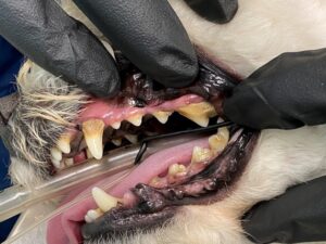 A close-up of a dog's teeth, Dental Care for Pets