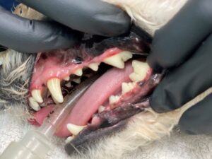 A close-up of a dog's teeth, Dental Care for Pets