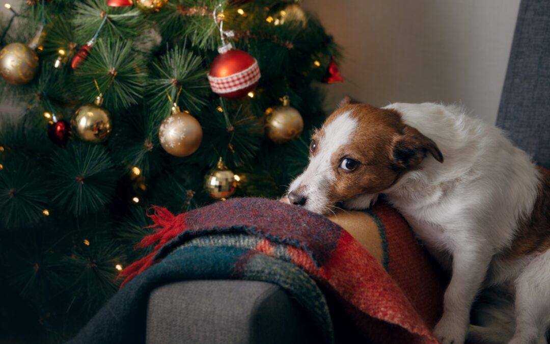 Managing Holiday Stress for Pets: Tips from College Hills Veterinary Hospital