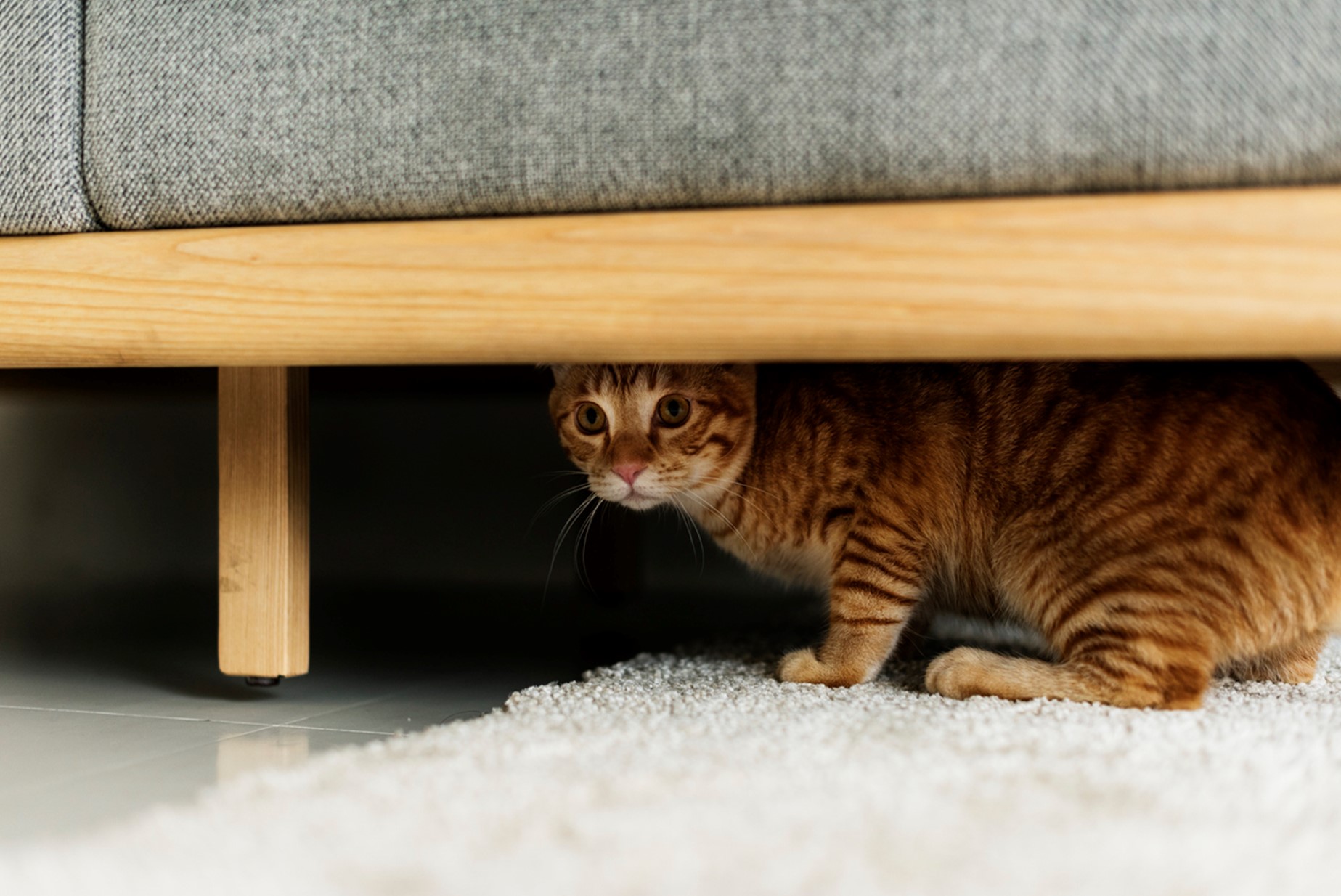 A cat under a bed, Holiday Stress for Pets