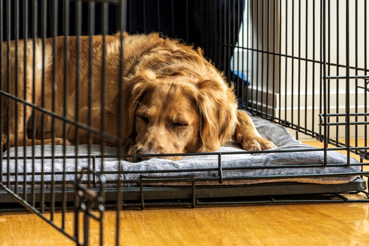 A dog lying on a cushion in a cage, Holiday Stress for Pets