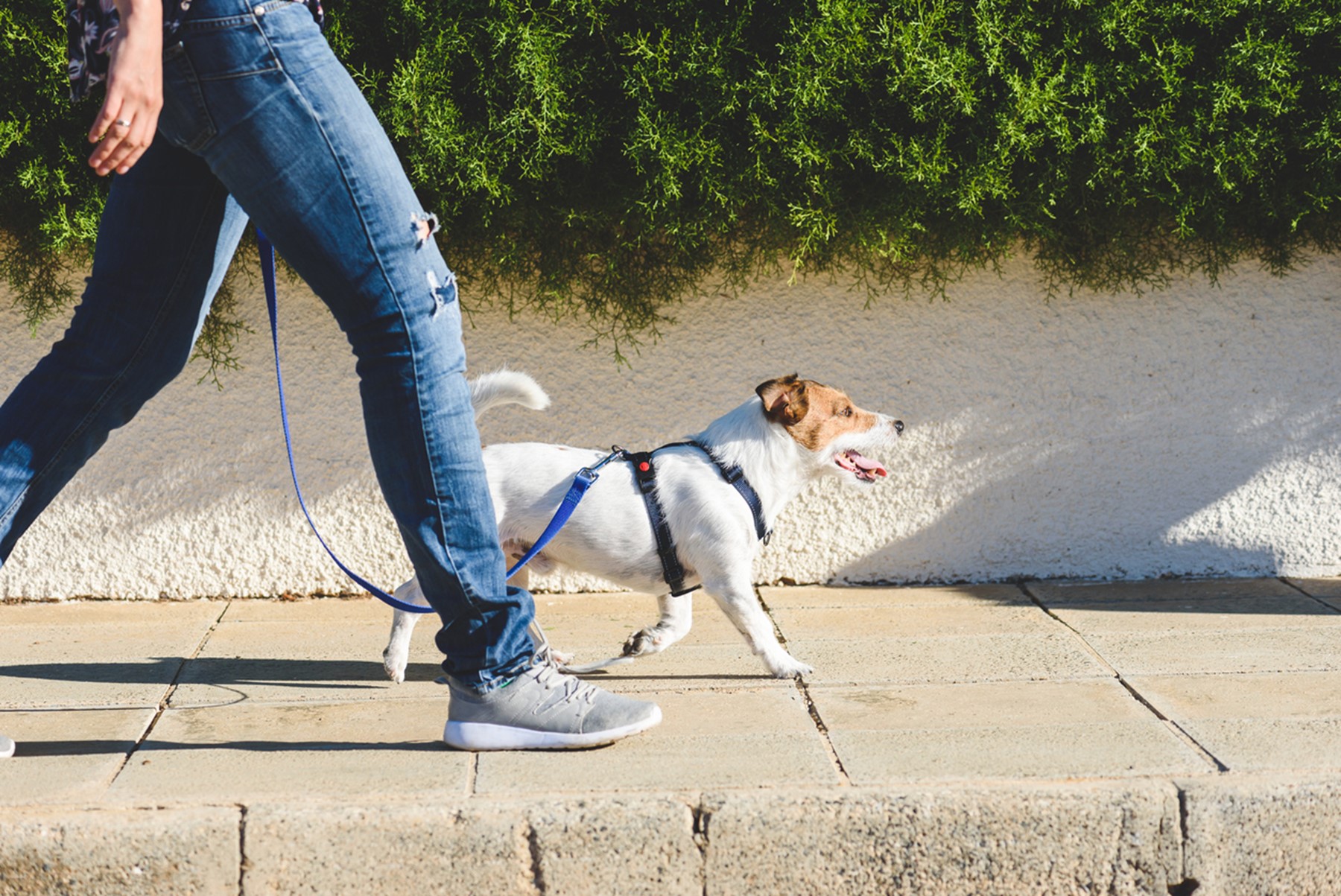 A person walking a dog, Resolutions for Your Pet’s Health